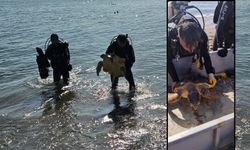 Lara sahilinde balık ağlarına takılan caretta caretta kurtarıldı
