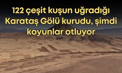 122 çeşit kuşun uğradığı Karataş Gölü kurudu, şimdi koyunlar otluyor