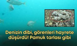 Dünyaca ünlü Konyaaltı Sahili'nin dibi pamuk tarlası gibi!