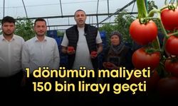 Aykut Kaya'dan domates serasında çarpıcı tablo: 1 dönümün maliyeti 150 bin lirayı geçti
