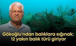 Prof. Dr. Gökoğlu'ndan balıklara sığınak: 12 balık türü orada yaşıyor