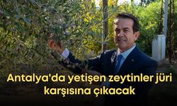 Antalya'da yetişen zeytinler jüri karşısına çıkacak