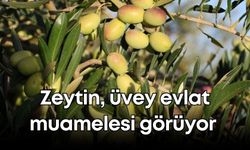 Antalya'da zeytin, üvey evlat muamelesi görüyor