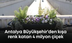 Antalya Büyükşehir’den kışa renk katan 4 milyon çiçek