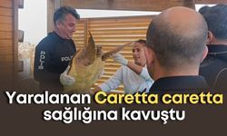 Yaralanan Caretta caretta sağlığına kavuştu