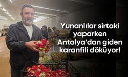 Yunanlılar sirtaki yaparken Antalya'dan giden karanfili döküyor!