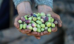 Antalya’da yeşil zeytin tezgâha indi! Kilosu 150 TL'yi buldu!