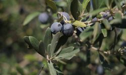 Hatay'da zeytin hasadı sürüyor: 201 ton rekolte bekleniyor