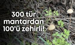 300 tür mantardan 100'ü zehirli!