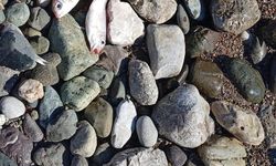 Muğla'da ölü balıklar kıyıya vurdu