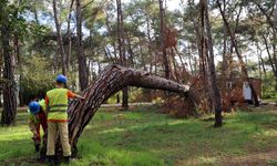 Akyaka'daki orman kampında riskli ağaçlar tek tek işaretlendi