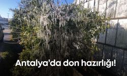 Antalya buz kesti! Sobadan önce çiftçinin cebi yandı