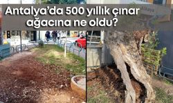 Antalya’da 500 yıllık çınar ağacına ne oldu?