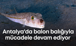 Antalya'da balon balığıyla mücadele devam ediyor