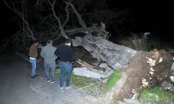 Mersin'de fırtına kabusu: Çatıyı uçurdu, asırlık meşe ağacı devrildi