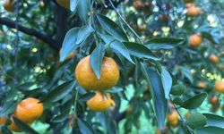 Bodrum mandalinası kapış kapış!