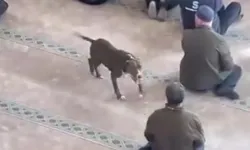 Cuma vaazında pitbull dehşeti cezasız kalmadı!