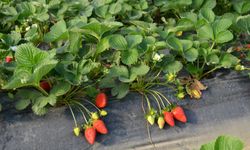 Antalya'da çilek, üreticinin yüzünü güldürmedi