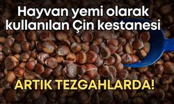 Hayvan yemi olarak kullanılan Çin kestanesi artık tezgahlarda!