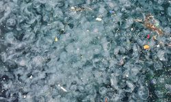 İstanbul'da kirlilik alarm veriyor: Binlerce denizanası sahili kapladı