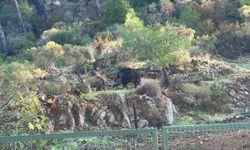 Marmaris'te yaban domuzu sorunu mezarlıklara sıçradı!