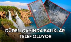 Antalya’da balıklar ölmeye devam etti! Kurumlar sessiz kaldı