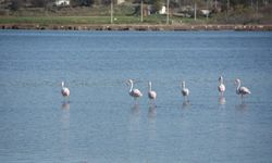 Tuzla Sulak Alanı'nda flamingolar görsel şölen oluşturdu