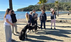 Akyaka'da gönüllüler sokak köpeklerini sosyal medyada sahiplenditiyor