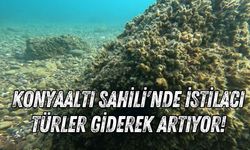 Konyaaltı Sahili'nde istilacı türler giderek artıyor!