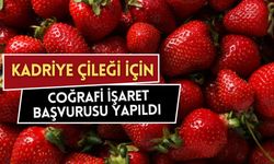 Serik'te Kadriye Çileği için coğrafi işaret başvurusu yapıldı