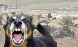 Manavgat'ta köpek saldırısı: Hamile olan 15 koyun telef oldu