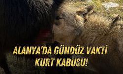 Antalya’da yükseklere kar yağdı! Kurtlar köyde hayvanlara saldırdı