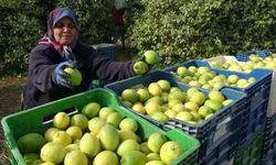 Limonun başkentinde hasat başladı