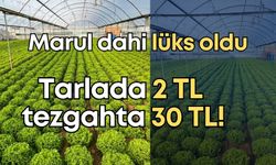 Antalya’da yeşillik krizi! Tarlada 2 TL tezgahta 30 TL!