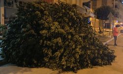 Mersin'de şiddetli rüzgar ağaçları devirdi