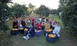 Dokumapark'ta minikler portakal topladı