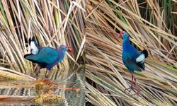 Göksu Deltası'nda 'saz horozu' görüntülendi