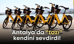 Antalyalılarda “tazı” mutluluğu! Şehrin her noktasında onlar var!