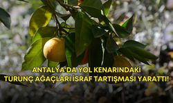 Antalya'da yol kenarındaki turunç ağaçları israf tartışması yarattı!