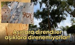 Konyaaltı sahilinde asırlara direnen ağaçlar aşıklara direnemiyor!