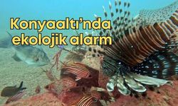 Konyaaltı’nda ekolojik alarm! 4 yeni balık türü yerliyi baskılıyor