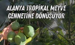 Alanya tropikal meyve cennetine dönüşüyor