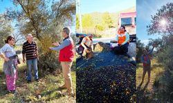 Muğla'da zeytin üreticileri için saha çalışması