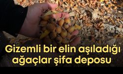 Akseki’de gizemli bir elin aşıladığı ağaçlar bölge halkına gelir sağlıyor