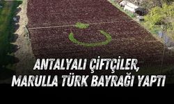 Antalyalı çiftçiler, marulla Türk bayrağı yaptı