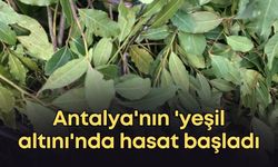 Antalya'nın 'yeşil altını'nda hasat başladı: Tonlarcasını Avrupa alıyor