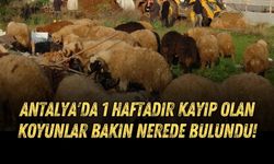 Antalya'da 1 haftadır kayıp olan koyunlar bakın nerede bulundu!