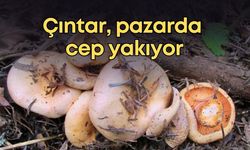 Doğada bedava olan çıntar, pazarda cep yakıyor