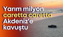 Yarım milyon caretta caretta Akdeniz'e kavuştu