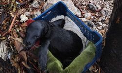 Muğla'da kıyıya vuran yavru foka balıkçı şevkati